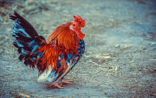 Brilliant rooster from Chrome web store to be run with OffiDocs Chromium online Brilliant rooster from Chrome web store to be run with OffiDocs Chromium online