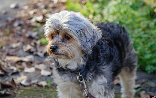 Brown and Gray Dog Standing on Green Grass from Chrome web store to be run with OffiDocs Chromium online Brown and Gray Dog Standing on Green Grass from Chrome web store to be run with OffiDocs Chromium online