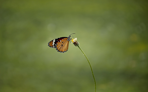 Brown butterfly from Chrome web store to be run with OffiDocs Chromium online Brown butterfly from Chrome web store to be run with OffiDocs Chromium online