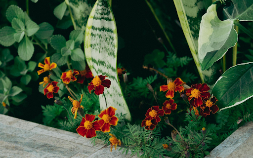 Brown Orange Flowers from Chrome web store to be run with OffiDocs Chromium online Brown Orange Flowers from Chrome web store to be run with OffiDocs Chromium online