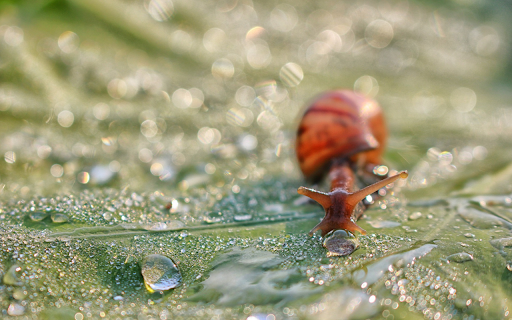 Brown snail from Chrome web store to be run with OffiDocs Chromium online Brown snail from Chrome web store to be run with OffiDocs Chromium online