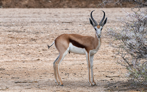 buckhorn antelope from Chrome web store to be run with OffiDocs Chromium online buckhorn antelope from Chrome web store to be run with OffiDocs Chromium online
