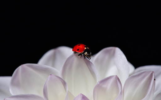 Bug and flower from Chrome web store to be run with OffiDocs Chromium online Bug and flower from Chrome web store to be run with OffiDocs Chromium online