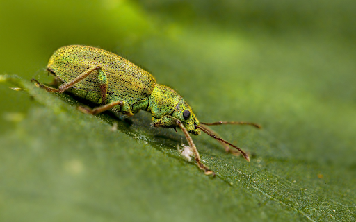 Bugs from Chrome web store to be run with OffiDocs Chromium online Bugs from Chrome web store to be run with OffiDocs Chromium online