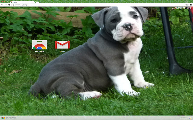 Bulldog Dog from Chrome web store to be run with OffiDocs Chromium online Bulldog Dog from Chrome web store to be run with OffiDocs Chromium online