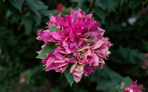 Bunches of purple and pink confetti from Chrome web store to be run with OffiDocs Chromium online Bunches of purple and pink confetti from Chrome web store to be run with OffiDocs Chromium online