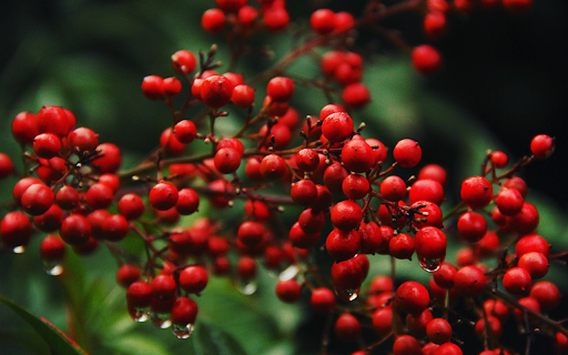 Bunches of ripe red wild berries from Chrome web store to be run with OffiDocs Chromium online Bunches of ripe red wild berries from Chrome web store to be run with OffiDocs Chromium online