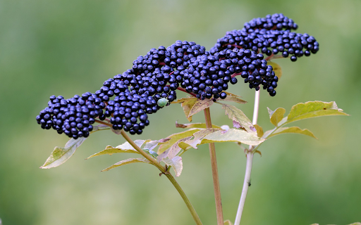 bunches of small green black fruits from Chrome web store to be run with OffiDocs Chromium online bunches of small green black fruits from Chrome web store to be run with OffiDocs Chromium online