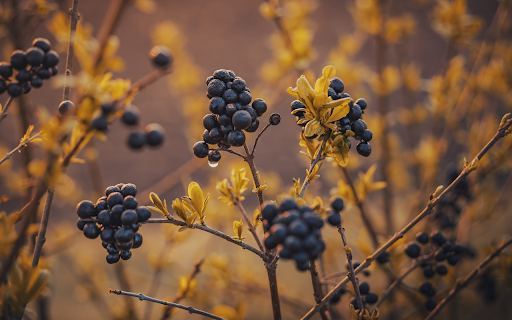 Bunch of black fruits from Chrome web store to be run with OffiDocs Chromium online Bunch of black fruits from Chrome web store to be run with OffiDocs Chromium online