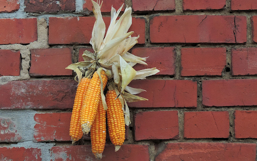 Bunch of yellow corn from Chrome web store to be run with OffiDocs Chromium online Bunch of yellow corn from Chrome web store to be run with OffiDocs Chromium online