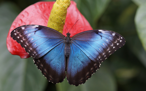 Butterfly and flower from Chrome web store to be run with OffiDocs Chromium online Butterfly and flower from Chrome web store to be run with OffiDocs Chromium online