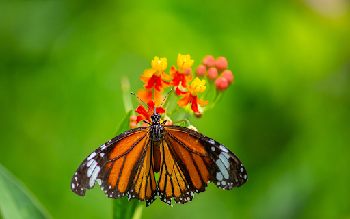 Butterfly and Orange Flowers from Chrome web store to be run with OffiDocs Chromium online Butterfly and Orange Flowers from Chrome web store to be run with OffiDocs Chromium online