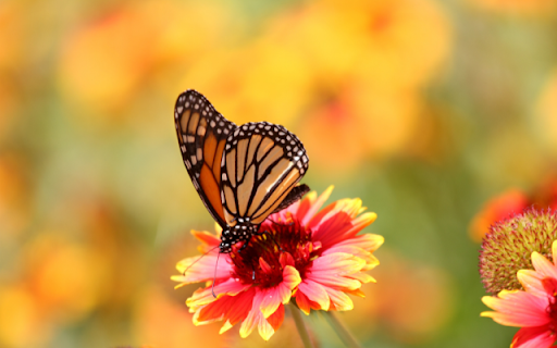 Butterfly on Red Chrysanthemum from Chrome web store to be run with OffiDocs Chromium online Butterfly on Red Chrysanthemum from Chrome web store to be run with OffiDocs Chromium online