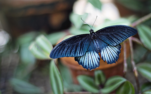 Butterfly spreads its wings from Chrome web store to be run with OffiDocs Chromium online Butterfly spreads its wings from Chrome web store to be run with OffiDocs Chromium online