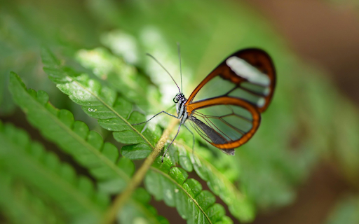 Butterfly with transparent wings from Chrome web store to be run with OffiDocs Chromium online Butterfly with transparent wings from Chrome web store to be run with OffiDocs Chromium online
