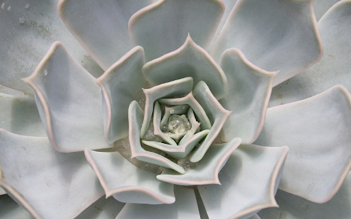 Cactus from Chrome web store to be run with OffiDocs Chromium online Cactus from Chrome web store to be run with OffiDocs Chromium online