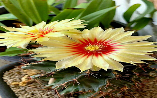 Cactus flower wallpaper from Chrome web store to be run with OffiDocs Chromium online Cactus flower wallpaper from Chrome web store to be run with OffiDocs Chromium online