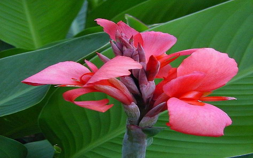 Canna flower wallpaper from Chrome web store to be run with OffiDocs Chromium online Canna flower wallpaper from Chrome web store to be run with OffiDocs Chromium online