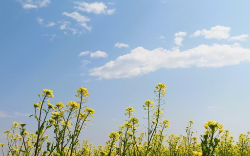 CANOLA Theme from Chrome web store to be run with OffiDocs Chromium online CANOLA Theme from Chrome web store to be run with OffiDocs Chromium online