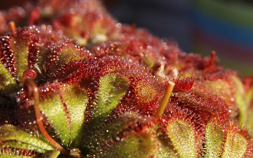 Carnivorous Plant from Chrome web store to be run with OffiDocs Chromium online Carnivorous Plant from Chrome web store to be run with OffiDocs Chromium online