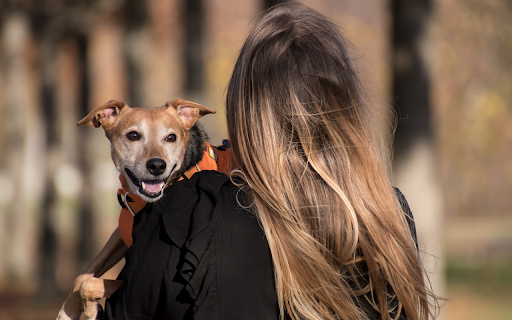 Carry the dog from Chrome web store to be run with OffiDocs Chromium online Carry the dog from Chrome web store to be run with OffiDocs Chromium online
