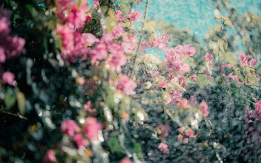 Cascading Bougainvillea Under Sprinklers from Chrome web store to be run with OffiDocs Chromium online Cascading Bougainvillea Under Sprinklers from Chrome web store to be run with OffiDocs Chromium online