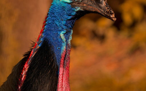 Cassowary from Chrome web store to be run with OffiDocs Chromium online Cassowary from Chrome web store to be run with OffiDocs Chromium online