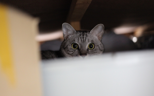 Cats eyes from Chrome web store to be run with OffiDocs Chromium online Cats eyes from Chrome web store to be run with OffiDocs Chromium online