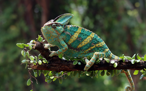 chameleon veiled ready catch prey from Chrome web store to be run with OffiDocs Chromium online chameleon veiled ready catch prey from Chrome web store to be run with OffiDocs Chromium online