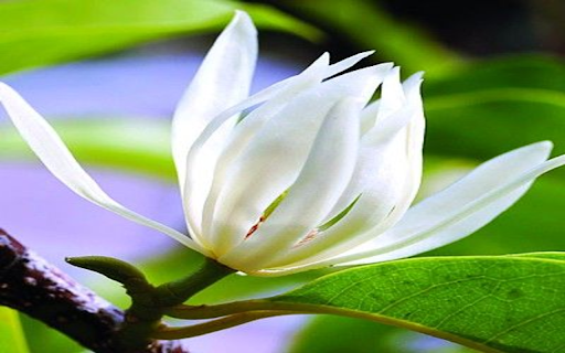 Champaca flower wallpaper from Chrome web store to be run with OffiDocs Chromium online Champaca flower wallpaper from Chrome web store to be run with OffiDocs Chromium online