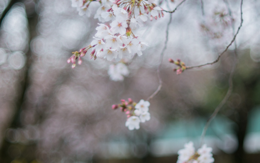 Cherry Blossoms from Chrome web store to be run with OffiDocs Chromium online Cherry Blossoms from Chrome web store to be run with OffiDocs Chromium online