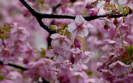 Cherry Blossoms and Raindrops from Chrome web store to be run with OffiDocs Chromium online Cherry Blossoms and Raindrops from Chrome web store to be run with OffiDocs Chromium online