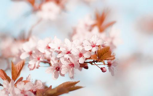 Cherry Blossoms and Young Buds from Chrome web store to be run with OffiDocs Chromium online Cherry Blossoms and Young Buds from Chrome web store to be run with OffiDocs Chromium online