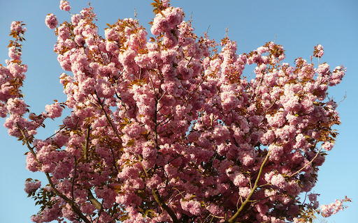 Cherry Tree in Blossom from Chrome web store to be run with OffiDocs Chromium online Cherry Tree in Blossom from Chrome web store to be run with OffiDocs Chromium online