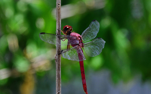 Chili Dragonfly from Chrome web store to be run with OffiDocs Chromium online Chili Dragonfly from Chrome web store to be run with OffiDocs Chromium online