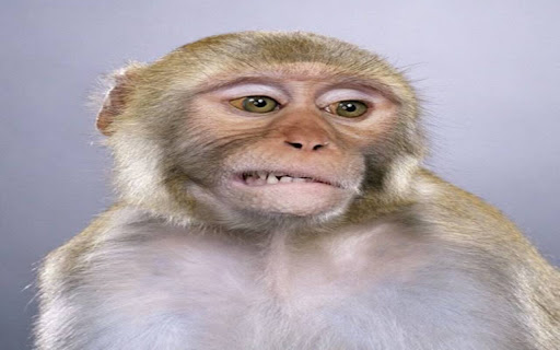 chimpanzee wallpaper from Chrome web store to be run with OffiDocs Chromium online chimpanzee wallpaper from Chrome web store to be run with OffiDocs Chromium online