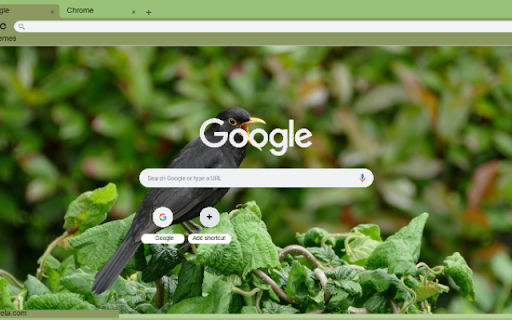 Chim Son Ca Den from Chrome web store to be run with OffiDocs Chromium online Chim Son Ca Den from Chrome web store to be run with OffiDocs Chromium online