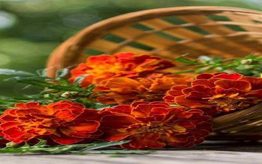 chrysanthemum basket wallpaper from Chrome web store to be run with OffiDocs Chromium online chrysanthemum basket wallpaper from Chrome web store to be run with OffiDocs Chromium online