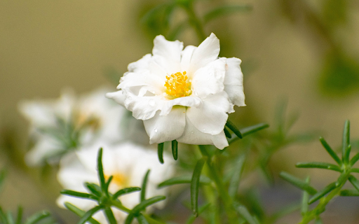 Clock flower from Chrome web store to be run with OffiDocs Chromium online Clock flower from Chrome web store to be run with OffiDocs Chromium online