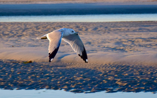 Close Up Shot of a Seagull flying from Chrome web store to be run with OffiDocs Chromium online Close Up Shot of a Seagull flying from Chrome web store to be run with OffiDocs Chromium online