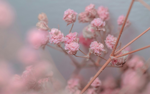 Close Up Shot of Pink Flowers from Chrome web store to be run with OffiDocs Chromium online Close Up Shot of Pink Flowers from Chrome web store to be run with OffiDocs Chromium online