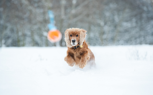 Cocker spaniel dog play snow from Chrome web store to be run with OffiDocs Chromium online Cocker spaniel dog play snow from Chrome web store to be run with OffiDocs Chromium online