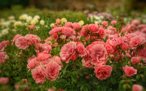 Corail Gelé Rose Garden: A Symphony of Elegance and Grace from Chrome web store to be run with OffiDocs Chromium online Corail Gelé Rose Garden: A Symphony of Elegance and Grace from Chrome web store to be run with OffiDocs Chromium online
