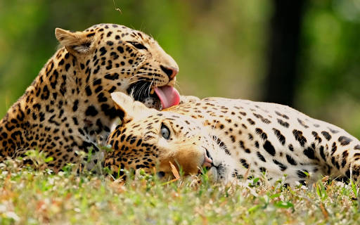 Couple of romantic leopards from Chrome web store to be run with OffiDocs Chromium online Couple of romantic leopards from Chrome web store to be run with OffiDocs Chromium online