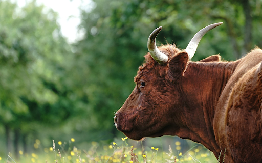 Cow on yellow flower meadow from Chrome web store to be run with OffiDocs Chromium online Cow on yellow flower meadow from Chrome web store to be run with OffiDocs Chromium online