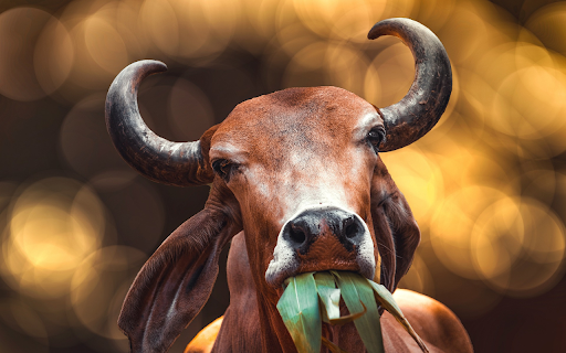 Cows and grass from Chrome web store to be run with OffiDocs Chromium online Cows and grass from Chrome web store to be run with OffiDocs Chromium online