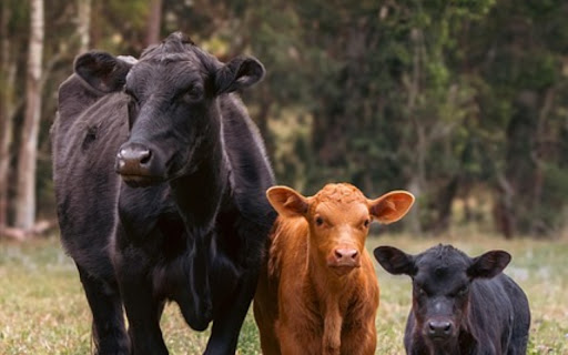 COWS THEME from Chrome web store to be run with OffiDocs Chromium online COWS THEME from Chrome web store to be run with OffiDocs Chromium online