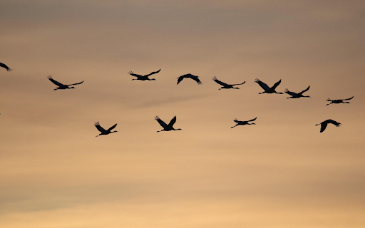 Cranes in Flight at Sunset from Chrome web store to be run with OffiDocs Chromium online Cranes in Flight at Sunset from Chrome web store to be run with OffiDocs Chromium online