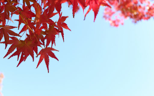 Crimson Foliage Against a Clear Sky from Chrome web store to be run with OffiDocs Chromium online Crimson Foliage Against a Clear Sky from Chrome web store to be run with OffiDocs Chromium online