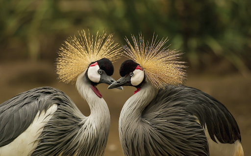 Crowned Cranes in Harmony from Chrome web store to be run with OffiDocs Chromium online Crowned Cranes in Harmony from Chrome web store to be run with OffiDocs Chromium online